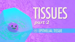 Tissues Part 2  Epithelial Tissue Crash Course Anatomy amp Physiology 3 [upl. by Etteniuqna]