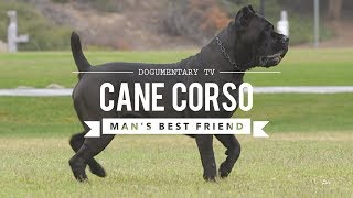 CANE CORSO MANS BEST FRIEND [upl. by Amre]