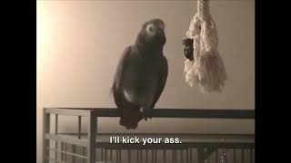 CURSING PARROTS [upl. by Jeromy]