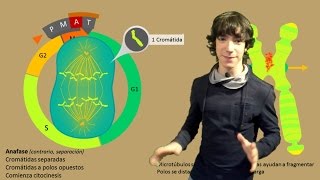 Mitosis Paso a Paso [upl. by Emixam362]