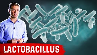 The Benefits of Lactobacillus a Friendly Microbe [upl. by Naihtsirc784]