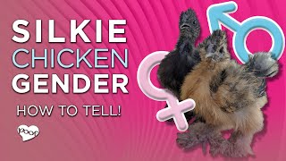 Silkie Chicken Gender 2 Foolproof Ways to Sex Silkies [upl. by Uird]