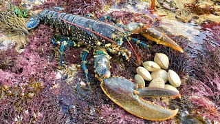 Coastal Foraging and Rock pooling  Lobsters Crabs and clam forage with cook up  The Fish Locker [upl. by Andre884]