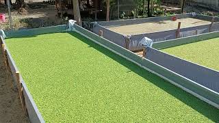 Azolla cultivation  farming [upl. by Justina]