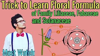 Trick to Write Floral Formulas of Family Fabaceae Solanaceae amp Liliaceae  Morphology via NCERT [upl. by Lorry398]