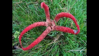 The Octopus Stinkhorn Clathrus archeri [upl. by Yorgen]