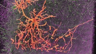 Neurons amp Synapses [upl. by Sybilla]