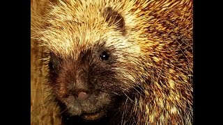 Porcupines making strange noises Erethizon dorsatum [upl. by Maryl316]