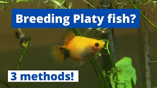 HOW TO BREED PLATY FISH 3 methods of breeding platy Xiphophorus maculatus [upl. by Eillen47]