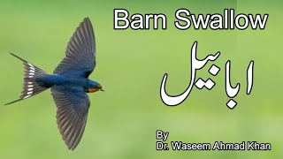 A Short Documentary About Barn Swallow  Barn Swallow Bird  Ababeel [upl. by Broeder]