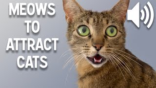 Sounds that attract cats  Meow to make cats come to you [upl. by Htinek561]