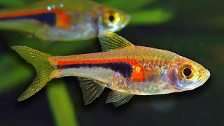 Top 10 Aquarium Fish For Beginners [upl. by Allerus579]