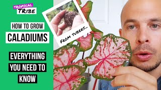 How to grow Caladiums from bulbs Caladium tubers [upl. by Melva586]