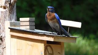 Eastern Bluebird Sings Mating Call [upl. by Wivinia]