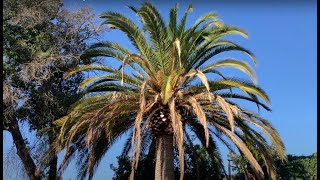 Fusarium Disease in Canary Palms [upl. by Joacimah]