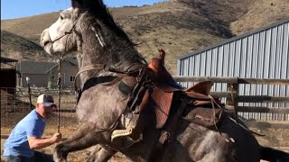 Wild Mustang From Bidding To 1st Ride  Challis Idaho BLM Horse Herd [upl. by Anawak263]