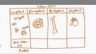 totipotent vs pluripotent vs multipotent vs unipotent [upl. by Ayotas574]