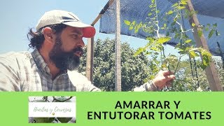 Cómo Amarrar y Entutorar Tomates  Fácil  Huertas y Cerveza [upl. by Rollet]