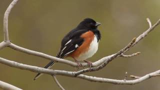 Eastern Towhee [upl. by Nonrev44]