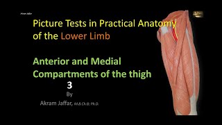 Picture Tests in Anatomy Lower Limb Thigh Anterior 3 [upl. by Osher893]