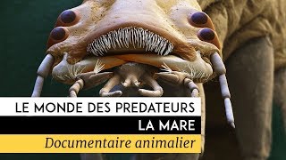 Le monde des prédateurs  La Mare [upl. by Elnore]