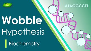 Wobble Hypothesis  AntiCodon  BIOCHEM Part4  Protein synthesis [upl. by Ardnossak972]