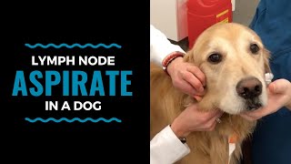 Lymph Node Aspirate in a Dog [upl. by Anileme998]