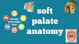 Soft palate anatomy [upl. by Anelhtak]