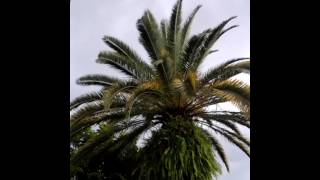 My Canary Island Date Palm after 33years [upl. by Jammal]