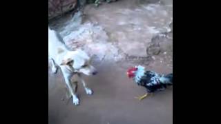 LA PELEA DEL SIGLO Gallo vs Perro [upl. by Ibrahim]