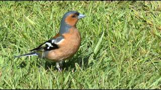 Chaffinch Bird Call bird Song [upl. by Adorl]