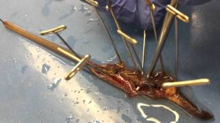 BMED 3110 Earthworm Dissection Tutorial [upl. by Aisinut388]