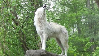 What 30 Wolves Howling Sounds Like [upl. by Matteo479]