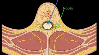 Spinal nerves [upl. by Assela]