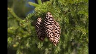 Picea abies Norway spruce Pinaceae [upl. by Parker]