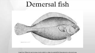 Demersal fish [upl. by Ailegnave]