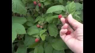 Raspberry Picking Technique and Guidelines [upl. by Leirrad]