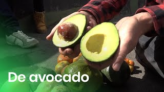 Hoe groeit een avocado [upl. by Hen]