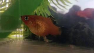 My Platy Fish Giving Birth [upl. by Htabmas]