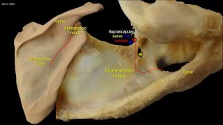 Osteology of the scapula [upl. by Katlin]