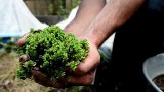 The Azolla Project at Colorado State University [upl. by Ynohtnaeoj468]