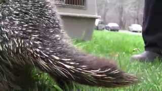 About the North American Porcupine [upl. by Machute733]