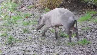 珍獣バビルサ Sulawesi babirusa 2020 0215 [upl. by Ahsilrak]