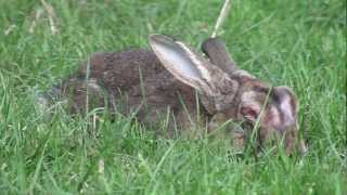 About Rabbit Myxomatosis [upl. by Truelove119]