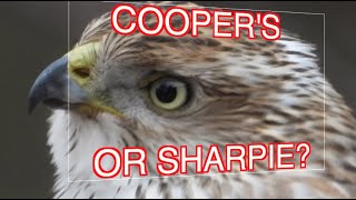 How to ID Coopers and Sharpshinned Hawks NARRATED [upl. by Essilrahc953]