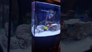 36 gallon bow front Fish tank [upl. by Cornel]