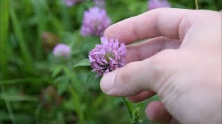 5 Medicinal Plants And Herbs You Can Find In Your Yard [upl. by Vernita]