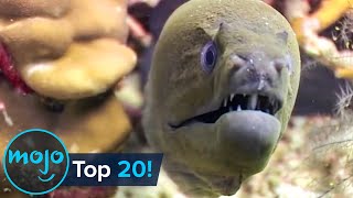 Top 20 Most Dangerous Ocean Creatures in the World [upl. by Kimberlee]