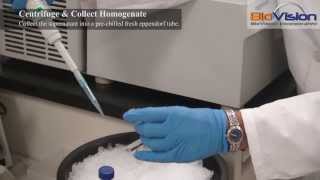 Tissue Homogenization Video  Biovision Inc [upl. by Loughlin]