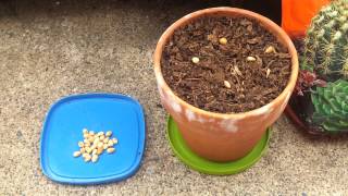 How to Grow a Cherry Tree from Seed Part 1 [upl. by Kahaleel657]